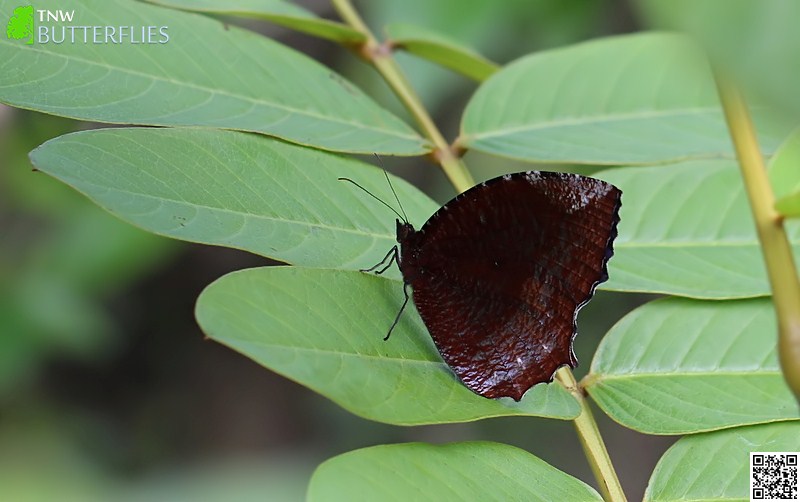 Common Palmfly